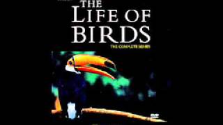 The life of Birds Soundtrack