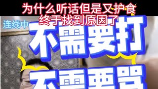 【狗狗思维训练】听话但护食？不用打、不用骂、不用说话！一招轻松解决！丨随心一人养三狗