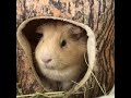 なついてるモルモット🐹🌟1歳11ヶ月 shorts guineapig 天竺鼠