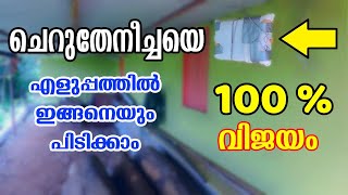 ചെറുതേനീച്ചയെ എളുപ്പത്തിൽ പിടിക്കാം kaali koodu 100 % Result - Cherutheneecha valarthal