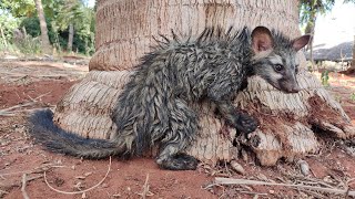 Asian Palm Civet |மரநாய் |#Wildlifephotography #agriculture #nature #poovaifarm