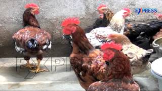 Rajasree  Best Breed in Backyard Poultry Or Perati Kollu  : Paadi Pantalu | Express TV