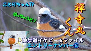 【散歩道のジョウビタキ♂達】その③禅寺丸くん♥️3羽のイケメンジョビオ君を紹介します【ことりちゃんTV☆野鳥たちの物語】