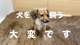 去年、犬を飼い始めて大変だったことと対策【犬 飼う 初めて 大変 しつけ 犬のいる暮らし】