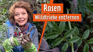 Weg damit: Bei Rosen musst du diese Triebe abschneiden | MDR Garten