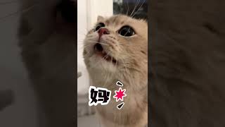 这小猫还会粘人了也~