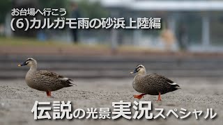 お台場へ行こう (6)カルガモ雨の砂浜上陸編 伝説の光景実況スペシャル 禁断の砂浜上陸ショー そして…