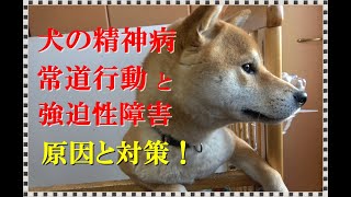 犬の精神病「強迫性障害」「常同行動」の原因と対策を解説！