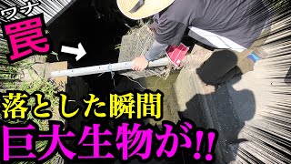 水路の角に罠を落とした瞬間とんでもない巨大生物が飛び出したので捕獲した！！