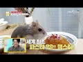 나의 귀여운 햄스터는 사실... 60살 할머니다🐹｜kbs 류수영의 동물티비 210710 방송