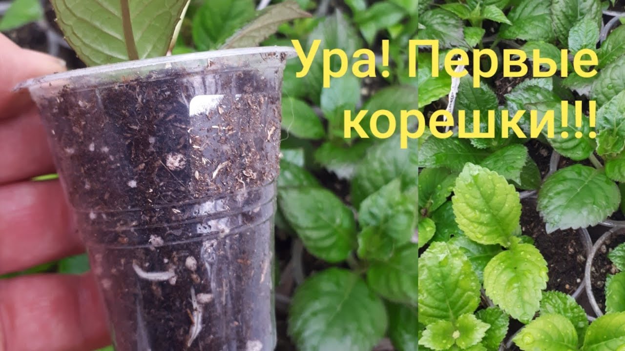 Укорененные Черенки Гортензии Купить Оптом