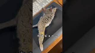 美脚な猿 #shorts