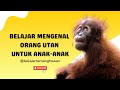 ORANG UTAN! BELAJAR MENGENAL ORANG UTAN UNTUK ANAK-ANAK | BELAJAR MENGENAL HEWAN BAHASA INDONESIA