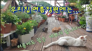 7월 정원에는 어떤 꽃들이 있을까요?/자연스러운 여름정원 구경하기~!