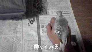 [終]薄雪鳩のヒナ(生後84日目)