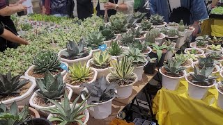 台北建國花市 植物市集(仙人掌、龍舌蘭篇)2021.10.30,  Taipei Plant market(Cactus,Agave)2021.10.30