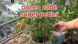 panen cabe dan kangkung di kebun atap rumah #kebunataprumah #panencabe #kangkungorganik