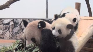 【ごはんのジャマｗ】桜浜＆桃浜☆ママを巻き込むｗそしてお仕置き♪【ふたごパンダ】　Giant panda -Rauhin\u0026Ouhin\u0026Touhin-