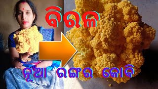 New kalli flowers #New colour kalli flowers #ଆଗରୁ ଦେଖିନଥିବେ #vlogs ||Alok Alee odia vlogs||