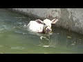 bull calf jumping for swimming hallikar mixed bail pola