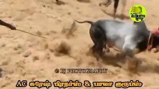 திருவரங்குளம் பாலா போரவை காளை #jallikattu #video #manjuvirattu #kaalai #madu #feed