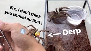 *Twerking* tarantula MEETS a FEMALE for the FIRST TIME !!! (Not very wise moves.)