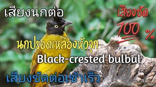 เสียงนกปรอดเหลืองหัวจุก,Black-crested bulbul,เสียงจริงจากต้นฉบับ 🔥(สำหรับใช้ต่อนกป่า)