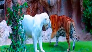 Desi nature 2K 4K 5K 8k |Tiger  The Four Big Cats | Free Documentary Nature (TIGER X VIDEO)
