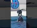 サイン無視する「てへぺろルーナ」可愛すぎ^^ shorts 鴨川シーワールド シャチ kamogawaseaworld orca killerwhale