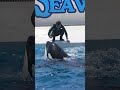 サイン無視する「てへぺろルーナ」可愛すぎ^^ shorts 鴨川シーワールド シャチ kamogawaseaworld orca killerwhale