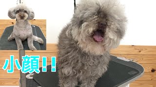 【トリミング】トイプードルの顔カット　テディベアカット【poodle grooming】