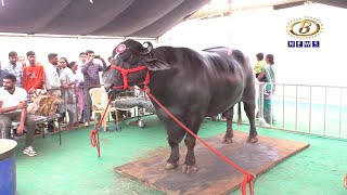 १० कोटीचा  गोलू टू रेडा,अडीच फुटी उंचीची ५ लाखांची गाय ठरतीय भीमा कृषी प्रदर्शनाचं आकर्षण