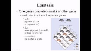 Epistasis