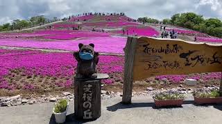 2022茶臼山高原芝桜まつり②【46】萩太郎山 芝桜の丘