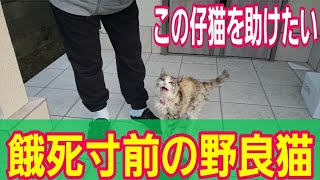 餓死寸前の野良猫【野良猫観察新聞】餌にありつける為に生き延びるには野生の本能も必要だ！