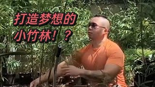 如何种竹子 分享种竹子的经验 share my experience of planting bamboos