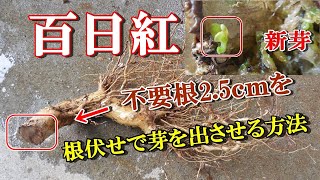 【百日紅　盆栽】新芽が出るまで60日 サルスベリ、植え替え時の不要根2 .5ｃｍを根伏せで芽を出させる方法