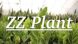 How to Care for ZZ Plant as an Indoor Houseplant - Zanzibar Plant Care Guide