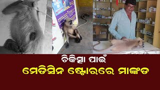 ଚିକିତ୍ସା ପାଇଁ ମେଡିସିନ ଦୋକାନରେ ମାଙ୍କଡ |Monkey Treatment |Baripada |Medicine Store |Maurbhanja |Odisha