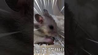 我弟弟敢吃屎,你弟弟敢不敢之倉鼠篇 #倉鼠 #hamsterlife #hamsters #hamsterlove #hamsterlover #funanimals #funnyanimals