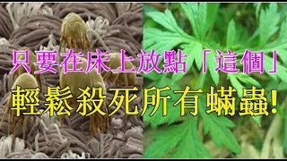 七天不曬被，千萬蟎蟲陪你睡！不用開水燙不用太陽曬，只要在床上放點「這個」，輕鬆殺死所有蟎蟲！