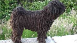 moomin the puli