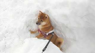 さんぽ初心者の子犬は怖いことがあると雪の陰に隠れます