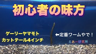 【バス釣り】初心者必見 夏休みに絶対必要なワーム カットテール4インチ【ゲーリーヤマモト】(水中映像)