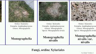 Fungi, ordine Xylariales var fungus oedipus nivalis serpens Diatrype Monographella Poronia Home