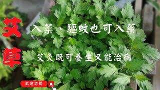 養生法寶，中醫界的醫草「艾草」，給身心靈健康｜艾草的型態與功用｜小心!誤摘銀膠菊恐過敏