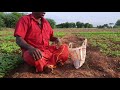 how to prepare brinjal seeds in tamil நாட்டு brinjal seeds