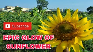 EPIC GLOW OF SUNFLOWER #government engineering college #nuagaon #dhrupada#keonjhar #sunflower