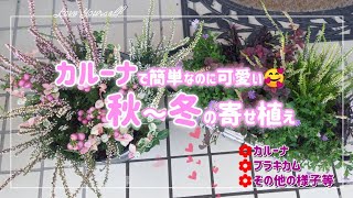 【秋冬の寄せ植え】定番のカルーナで作ろう👌おしゃれに可愛くまとまるよ💓