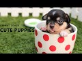 Baby cutest and best video ever. It is funny and cute!  funny dogs cutest